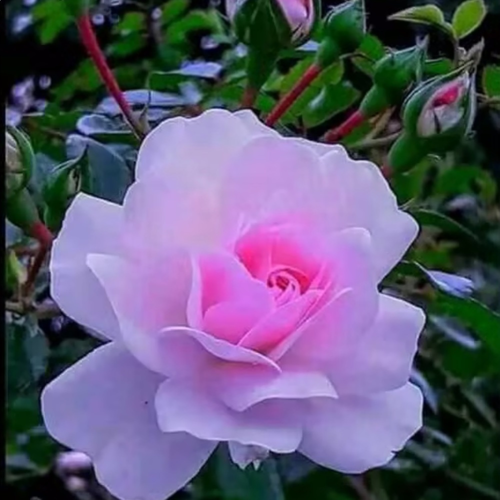 Meet your Posher, Maria